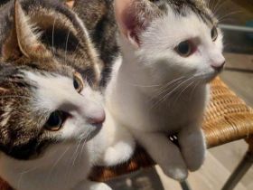 2 süße Katzenmädchen