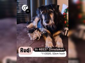 Neugieriger RUDI sucht ein warmes Körbchen