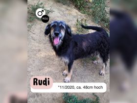Neugieriger RUDI sucht ein warmes Körbchen