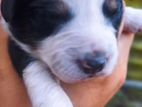 Miniature Australian Shepherd Welpen Mini Aussie Welpen