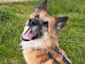 Imposanter Koda sucht Führungspersönlichkeit