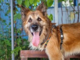 Imposanter Koda sucht Führungspersönlichkeit