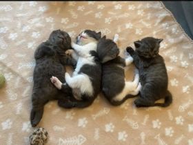 BKH Kitten ab 20.08.2025 abzugeben