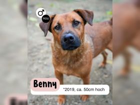 BENNY sucht sein Glück