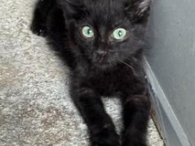 Relampago und Lluvia