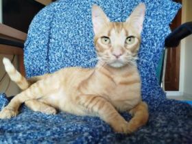 Ludo, Finch und Lux, 2x 2 Jahre, 1x 1 Jahr jung