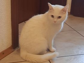 Europäische kurzhaar babykatze