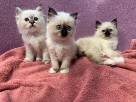 Reinrassige Heilige Birma Kitten mit Stammbaum