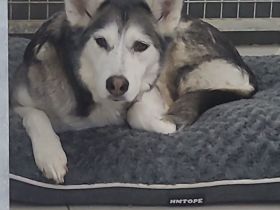 Husky - Mix - Hündin