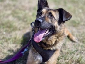Marley sucht ein aktives Zuhause