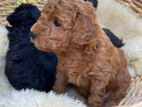 Welpen Toy Pudel Havapoo