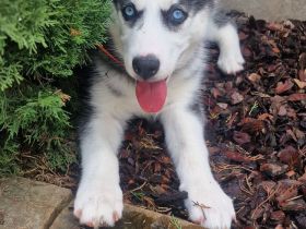 Sibirien Husky Welpe BLAUE AUGEN
