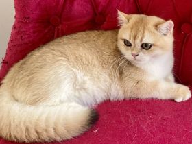 Reinrassige BKH Kitten black golden