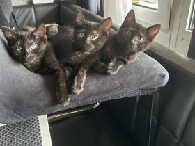 Ekh / Heilige Birma mix kitten