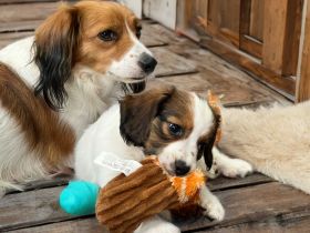 Kooikerhondje Welpen