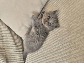 Bkh kitten abzugeben