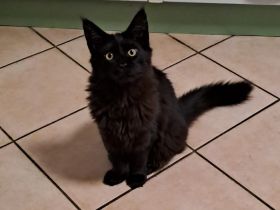 Maine Coon Kätzchen schwarz sucht ein liebevolles Zuhause (19 Wochen alt)