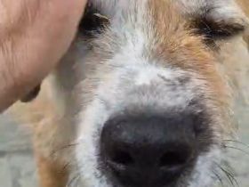 RINGO – DER SANFTE SCHÖNHEIT MIT DEN ZWEI AUGENFARBEN...