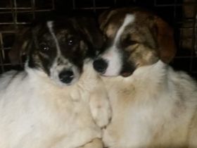 Gut sozialisierte Rosa wartet auf dich!