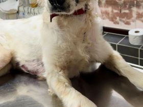 Rosalie – vom Leben gezeichnet, aber voller Liebe!!