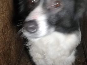 Wer holt Samatha nach Hause und zeigt ihr wie schön das Leben in einem richtigen Zuhause sein kann?