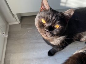 BKH Kater (1,5 Jahre) sucht dringend Zuhause