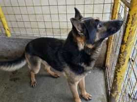 Axel sucht Zuhause zum Gesunden