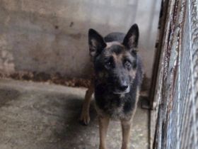 Axel sucht Zuhause zum Gesunden