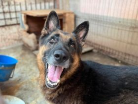 Axel sucht Zuhause zum Gesunden