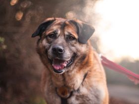 Sammi: Mischung aus Stärke und Sanftheit