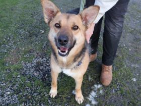 Freundliche Louve sucht ihre Menschen