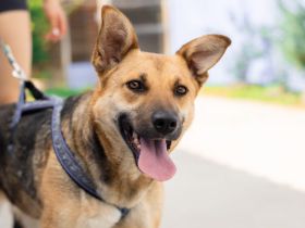 Freundliche Louve sucht ihre Menschen