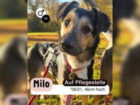 MILO vom Schatten ins Leben