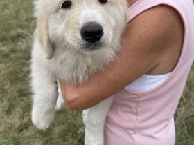 Pyrenäenberghund Welpen suchen ein neues geeignetes zu Hause