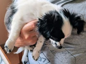 Chihuahua Bub sucht seine Familie
