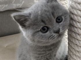 Süßes BKH Kitten sucht neues Zuhause