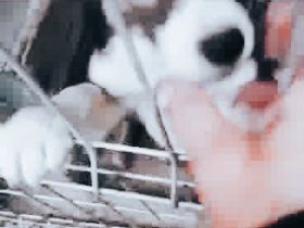 Wer gibt Tory eine Chance?