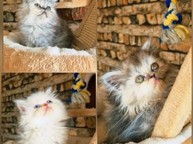 Auszugbereit,Perserkitten,reinrassig mit Stammbaum