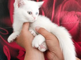 Britische Kurzhaar kitten bereit zur Abgabe