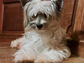 Powderpuff Hündin Tao