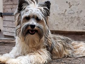 Tao würde gerne Umziehen