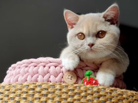 Bkh of Triple Chocolate