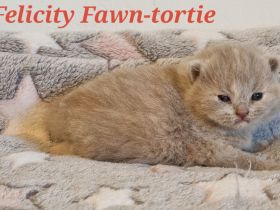 Bkh of Triple Chocolate