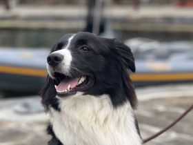 Ich werde den Hund in gute Hände geben