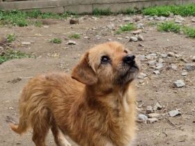 Bandi-Dackel-Terrier-Mix- geb. ca 2020- ca 35cm