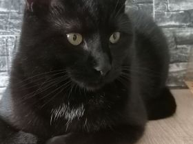 Bobby sucht Gleichgesinnten und Freigang