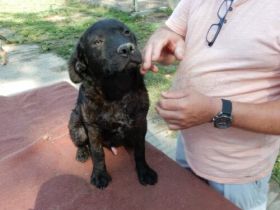 Denes-LabradorMix- geb ca.2023-55cm