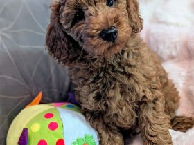 Kleinpudel Welpen mit Stammbaum suchen liebevolle Zuhause