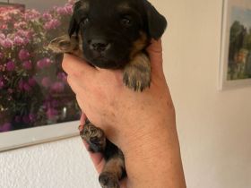 Zwergpudel Yorkshire Terrier Mix Welpe