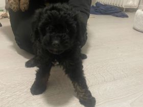 Zwergpudel Yorkshire Terrier Mix Welpe Mädchen